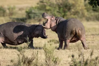 Maasai Mara