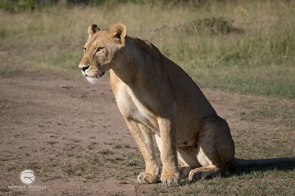 When Motherly Instinct is Greater than Killing