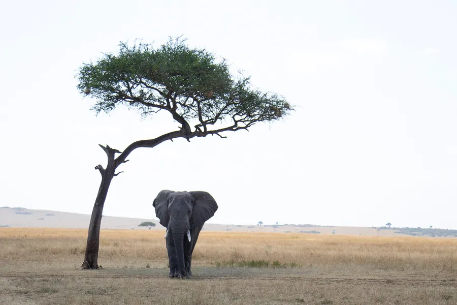 Back Home in the Mara