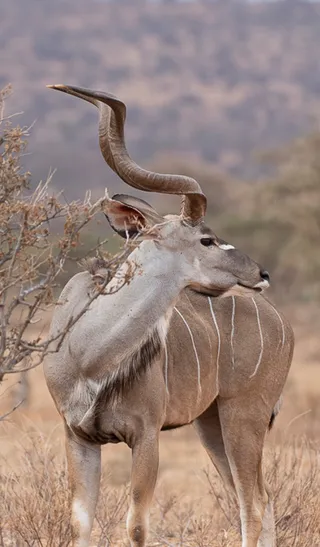 FULL DAY TSAVO EAST