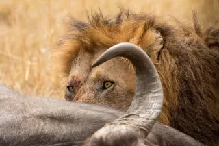 Maasai Mara – Nairobi
