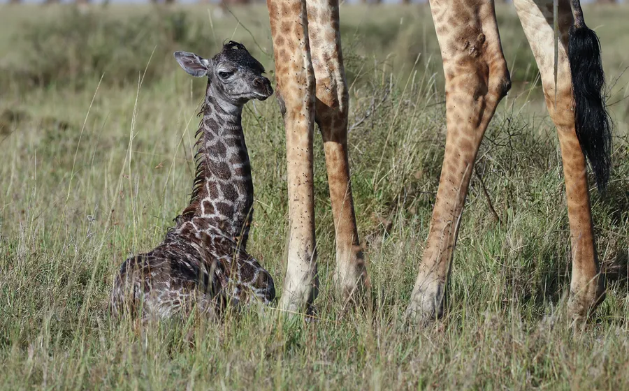 Meet the Newborn