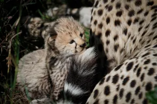 Nairobi – Maasai Mara