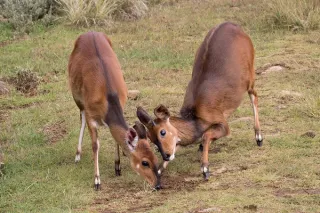 Samburu – Aberdares