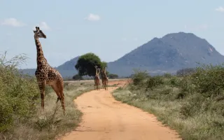 TAITA HILLS TO TSAVO EAST(distance 90 km )