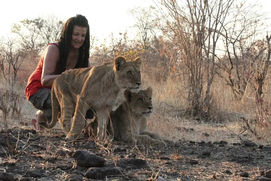 Lion Encounter, Victoria Falls, Zimbabwe