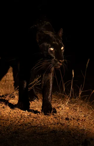 Laikipia Wilderness Camp