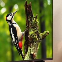 Fire TV 32" 2-Series HD Smart TV with Alexa Remote, Dolby Audio, Ambient Experience thumbnail 6