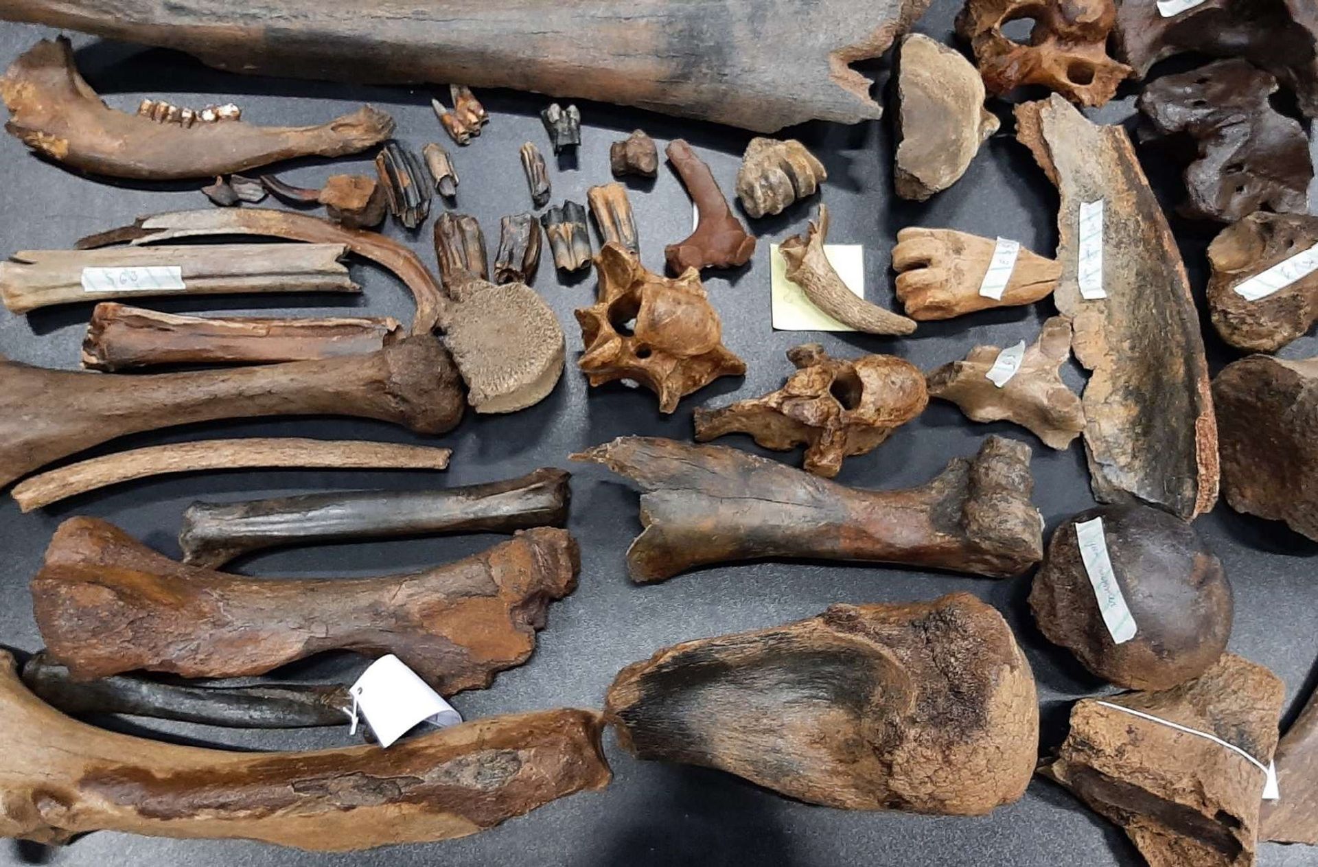 Restoration of the Pleistocene mammal collection from the Nieuwdonk quarry