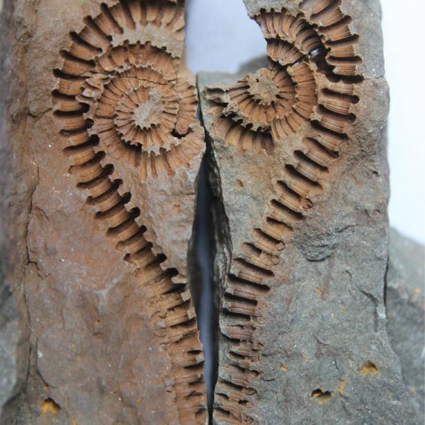 Frasnian ammonite fossil specimen, Lompret, Belgium