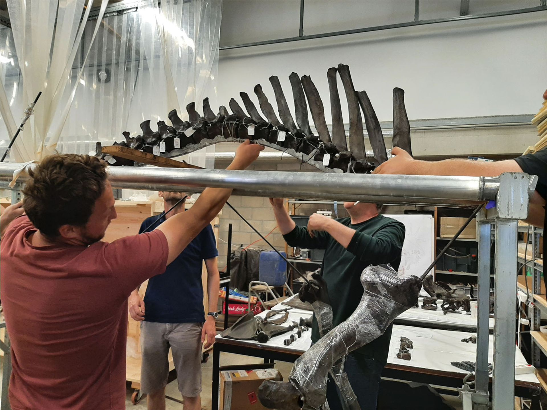 Megaloceros restoration project banner image