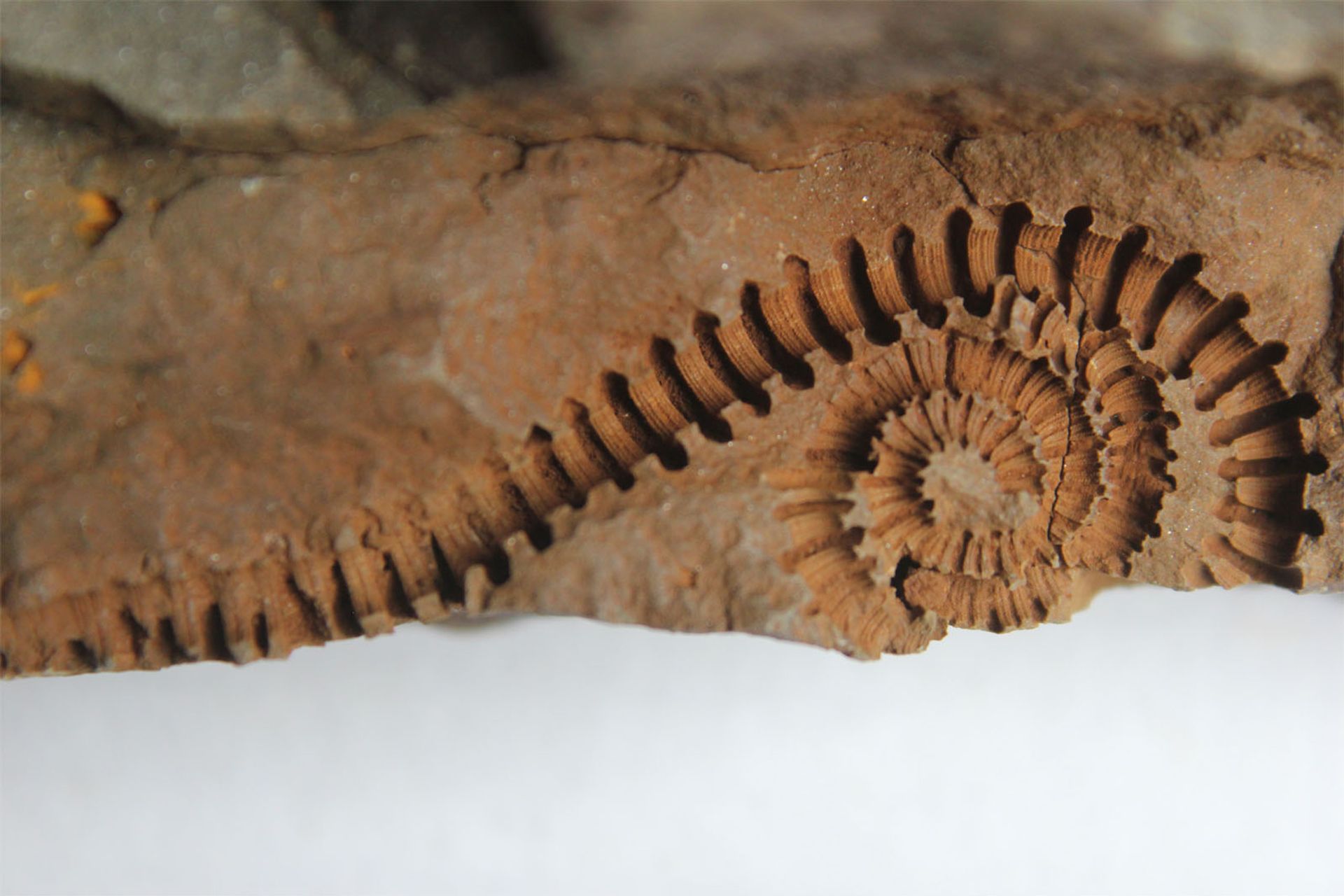 Why Selling Fossils Obstructs Science?