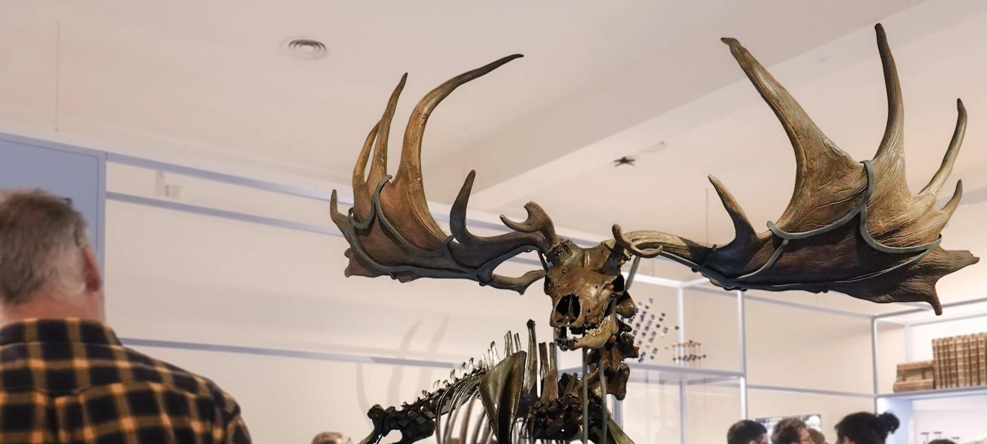 Megaloceros restoration project