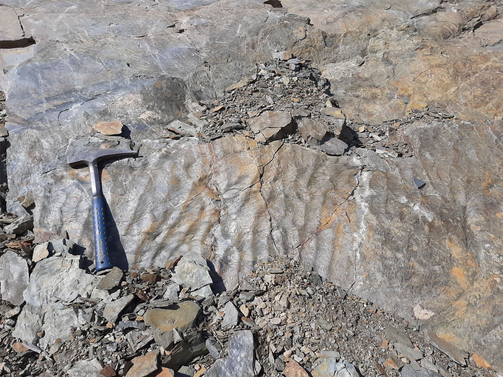 Palaeontologica Belgica Joins Forces