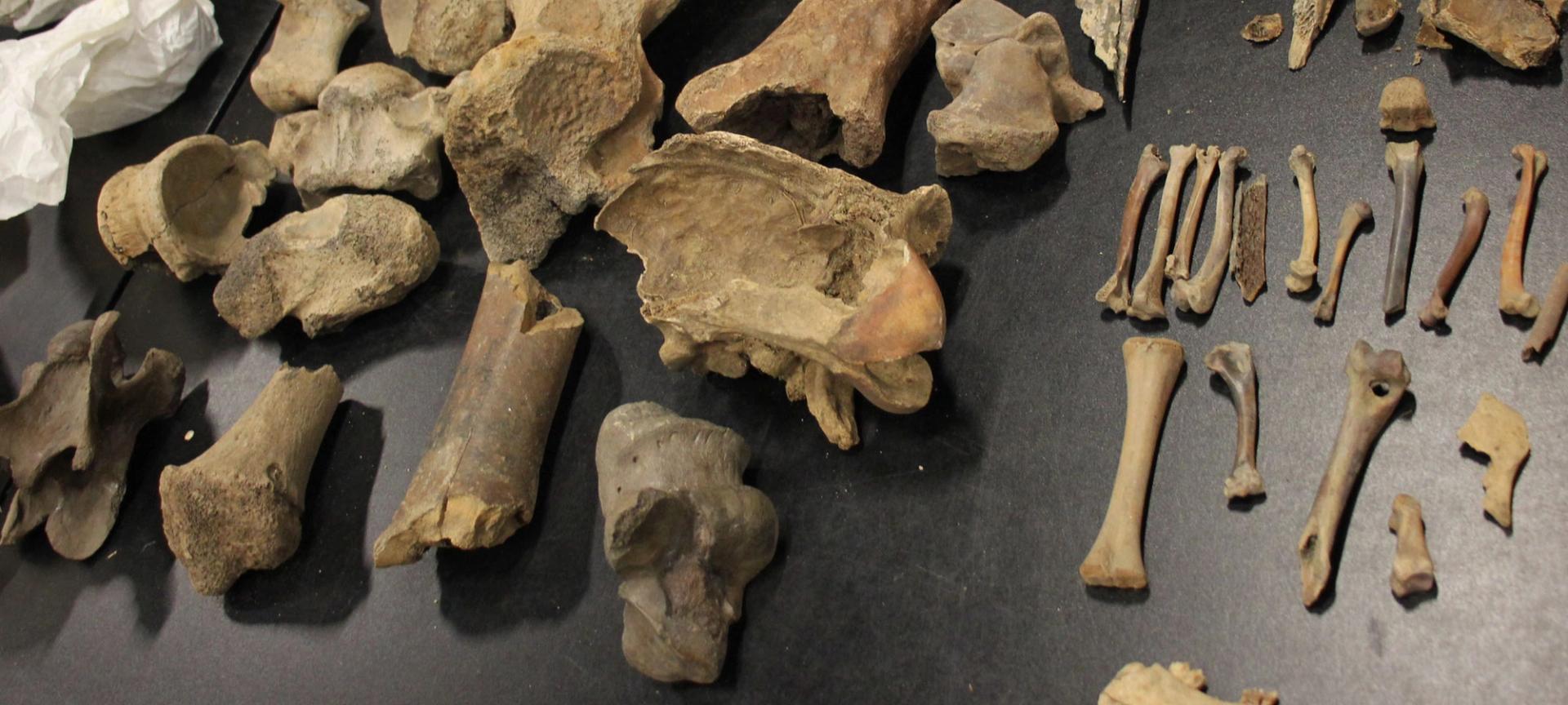 Berlare embraces its palaeontological heritage