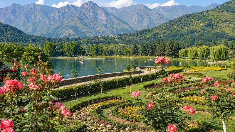 Red, pink and white chrysanthemums in pots on the lawns of Bagh-e-Gul-e-Dawood in Srinagar