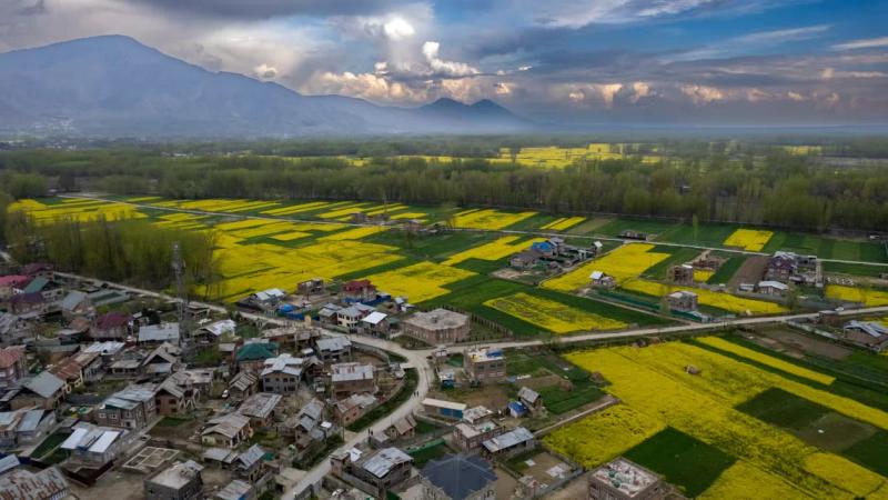 Aerial view of vibrant yellow mustard fields and a peaceful village in Kashmir with mountains in the background, showing why travelers wonder: Is Kashmir Safe to Visit Right Now?