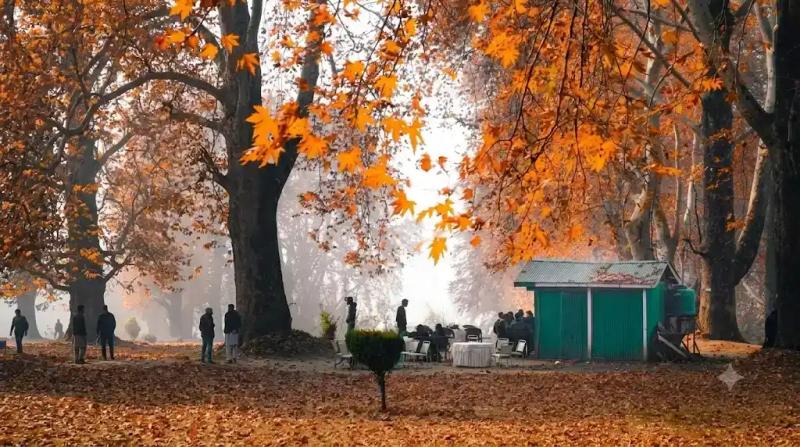 Orange chinar trees in autumn Kashmir, a stop on Kashmir tour operators for family trips itineraries