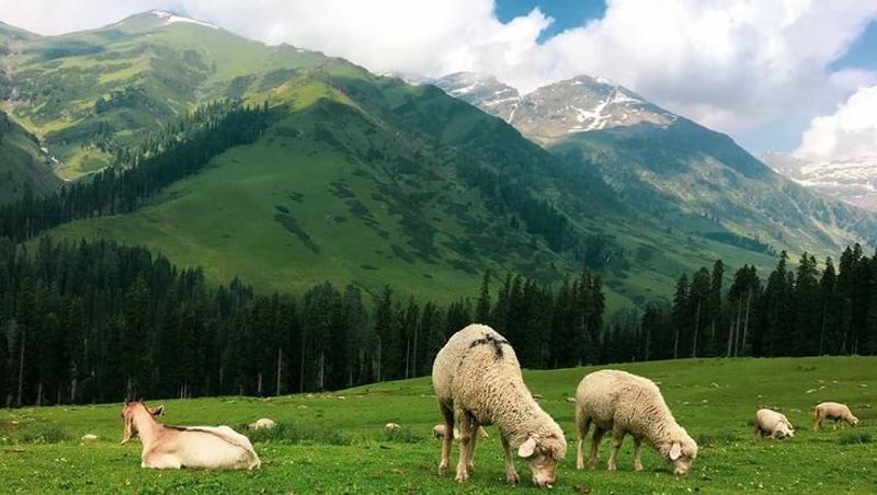 Kashmir vs Manali in summer best hill station choice in India