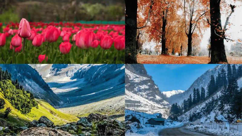 Tour operator in Kashmir showcasing all four seasons — spring tulips autumn chinar summer glacier and winter snowfall