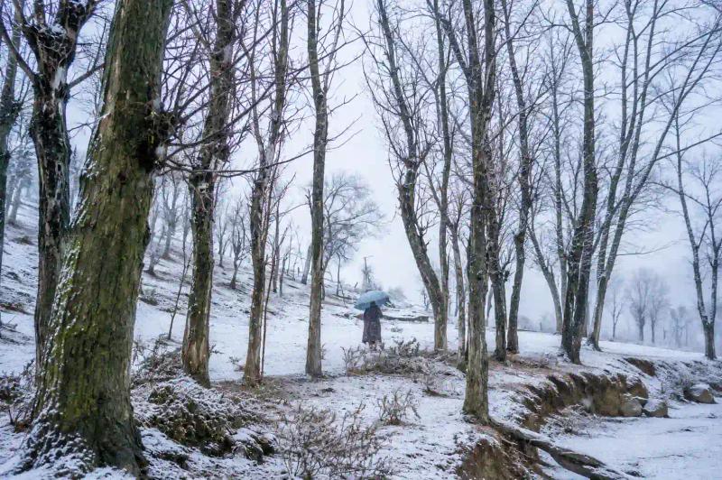 Kashmir winter food and culture and snowy landscape with bare trees and a person walking through the winter scenery.