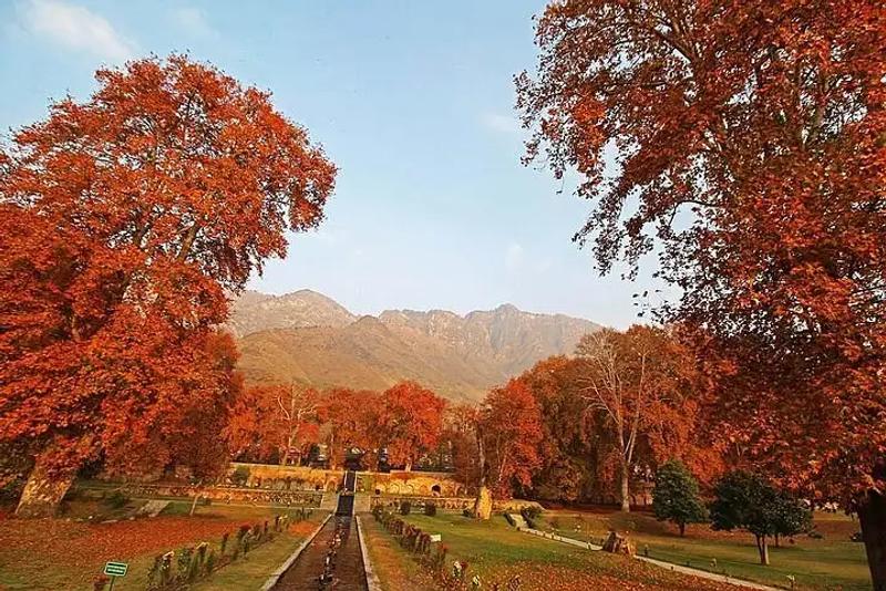 Circular bed of red, white, pink and yellow chrysanthemums with a lake view, Bagh-e-Gul-e-Dawood Srinagar