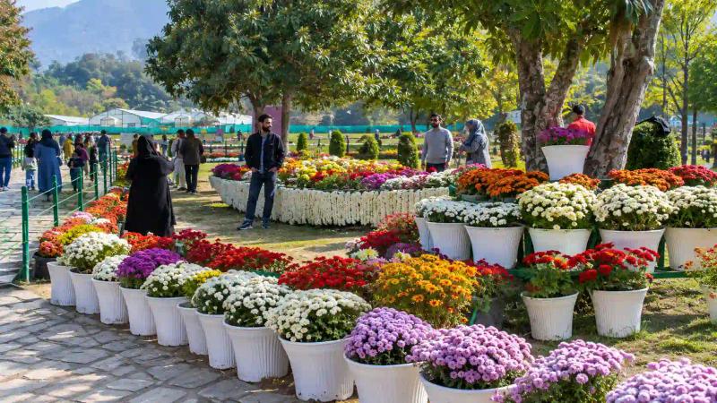 Rows of yellow and purple chrysanthemums in bloom at Bagh-e-Gul-e-Dawood Srinagar in autumn