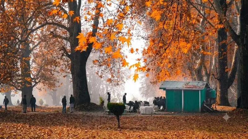 A group of travelers enjoying a custom autumn trip under golden Chinar trees, managed by the best local tour operator in Kashmir.