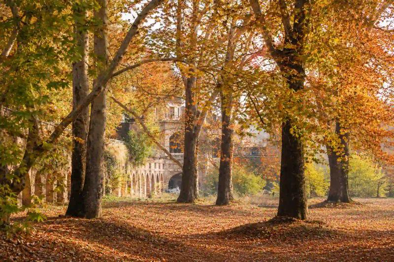 Nishat Bagh Srinagar in autumn: chinar trees, fallen orange leaves and an arched stone wall in the background
