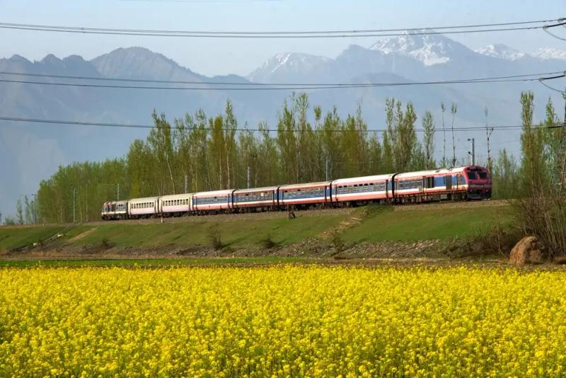 Kashmir by train: passenger train passing a blooming yellow mustard field with snow-capped mountains behind
