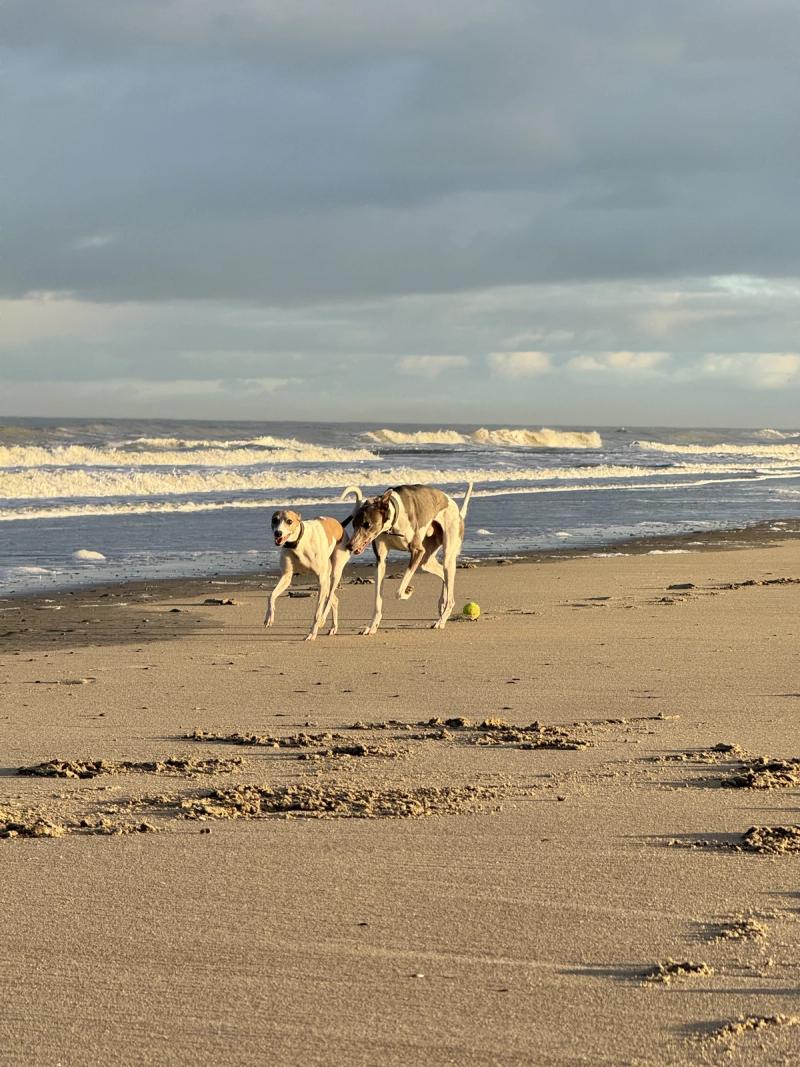 Galgo's in Bredene
