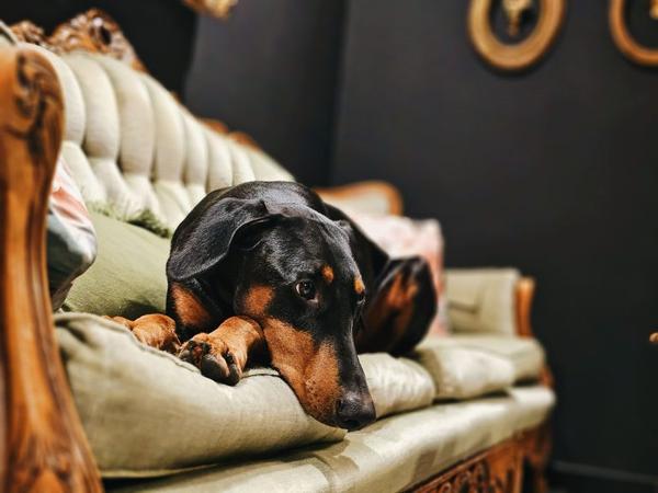 't Sud - Italian Cuisime dining