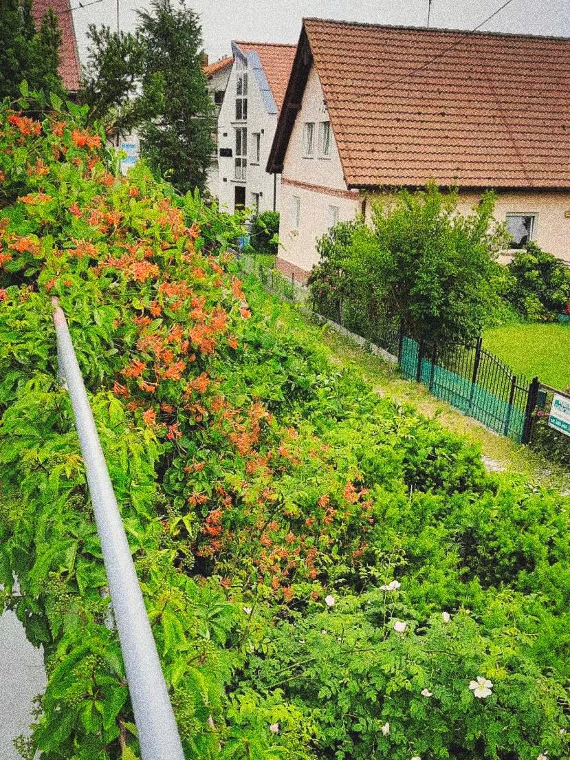 Zdjęcie z galerii Willi Ewa