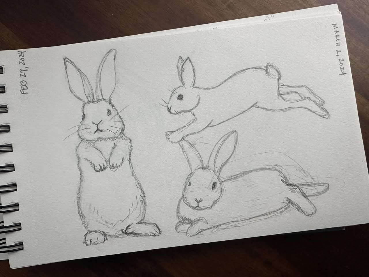 Pencil studies of rabbits sitting, running, and resting