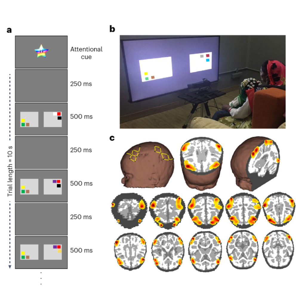 Screenshot from research paper showing the VWM task and brain images