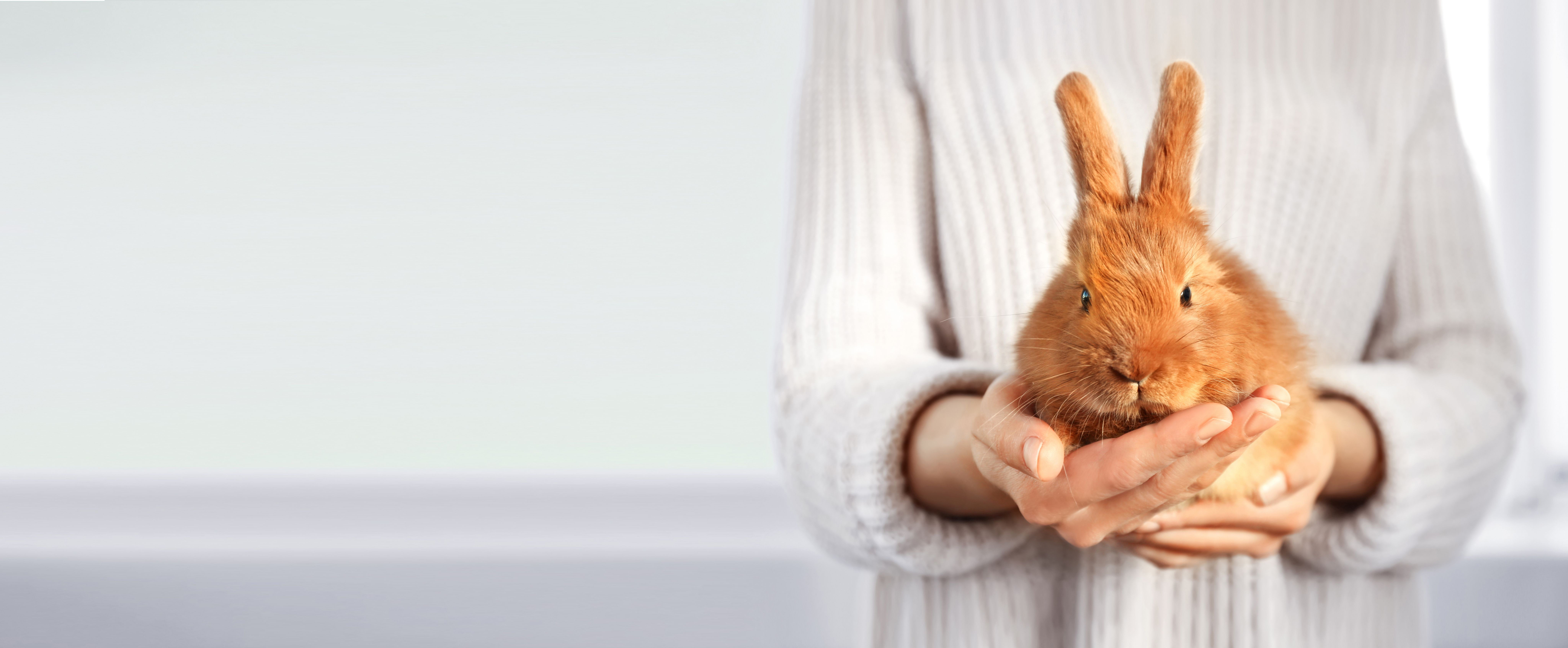 Person som håller en ljusbrun kanin i händerna​​​​‌﻿‍﻿​‍​‍‌‍﻿﻿‌﻿​‍‌‍‍‌‌‍‌﻿‌‍‍‌‌‍﻿‍​‍​‍​﻿‍‍​‍​‍‌﻿​﻿‌‍​‌‌‍﻿‍‌‍‍‌‌﻿‌​‌﻿‍‌​‍﻿‍‌‍‍‌‌‍﻿﻿​‍​‍​‍﻿​​‍​‍‌‍‍​‌﻿​‍‌‍‌‌‌‍‌‍​‍​‍​﻿‍‍​‍​‍​‍﻿﻿‌﻿​﻿‌﻿‌​‌﻿‌‌‌‍‌​‌‍‍‌‌‍﻿﻿​‍﻿﻿‌‍‍‌‌‍﻿‍‌﻿‌​‌‍‌‌‌‍﻿‍‌﻿‌​​‍﻿﻿‌‍‌‌‌‍‌​‌‍‍‌‌﻿‌​​‍﻿﻿‌‍﻿‌‌‍﻿﻿‌‍‌​‌‍‌‌​﻿﻿‌‌﻿​​‌﻿​‍‌‍‌‌‌﻿​﻿‌‍‌‌‌‍﻿‍‌﻿‌​‌‍​‌‌﻿‌​‌‍‍‌‌‍﻿﻿‌‍﻿‍​﻿‍﻿‌‍‍‌‌‍‌​​﻿﻿‌‌‍​﻿​﻿‌‍​﻿‌‍​﻿​​‌‍​‌‌‍​﻿​﻿​‌‌‍‌‌​‍﻿‌​﻿​﻿‌‍‌​​﻿‍‌‌‍​‍​‍﻿‌​﻿‌​​﻿‌‍​﻿‍‌‌‍‌‌​‍﻿‌‌‍​‍​﻿‌​‌‍‌‍​﻿‍​​‍﻿‌​﻿‌​​﻿‌‍​﻿​﻿​﻿​﻿​﻿‌﻿​﻿​﻿‌‍​‌​﻿‍‌​﻿‌‌​﻿​‍‌‍​﻿​﻿‍​​﻿‍﻿‌﻿‌​‌﻿‍‌‌﻿​​‌‍‌‌​﻿﻿‌‌‍​‌‌﻿​‍‌﻿‌​‌‍‍‌‌‍​﻿‌‍﻿​‌‍‌‌‌‌​​‌‍​‌‌‍‌﻿‌‍‌‌​﻿‍﻿‌﻿​​‌‍​‌‌﻿‌​‌‍‍​​﻿﻿‌‌﻿​​‌‍​‌‌‍‌﻿‌‍‌‌‌​​‍‌﻿‌‌‌‍‍‌‌‍﻿​‌‍‌​‌‍‌‌‌﻿​‍​‍‌‌​﻿‌‌‌​​‍‌‌﻿﻿‌‍‍﻿‌‍‌‌‌﻿‍‌​‍‌‌​﻿​﻿‌​‌​​‍‌‌​﻿​﻿‌​‌​​‍‌‌​﻿​‍​﻿​‍‌‍‌‍‌‍​‌‌‍​‌​﻿​​‌‍‌​​﻿​﻿‌‍‌‍‌‍‌​​﻿‌​​﻿‌‌‌‍‌​‌‍‌​​‍‌‌​﻿​‍​﻿​‍​‍‌‌​﻿‌‌‌​‌​​‍﻿‍‌‍​﻿‌‍​‌‌﻿​‍‌‍‌​‌﻿​﻿​‍‌‌​﻿‌‌‌​​‍‌‌﻿﻿‌‍‍﻿‌‍‌‌‌﻿‍‌​‍‌‌​﻿​﻿‌​‌​​‍‌‌​﻿​﻿‌​‌​​‍‌‌​﻿​‍​﻿​‍​﻿‌​​﻿‌‍‌‍‌‍​﻿‍​‌‍‌‍​﻿‌‌‌‍​‍​﻿‌‍​﻿​​​﻿‌﻿​﻿​‌​﻿​‍​‍‌‌​﻿​‍​﻿​‍​‍‌‌​﻿‌‌‌​‌​​‍﻿‍‌‍‍‌‌‍﻿‌‌‍​‌‌‍‌﻿‌‍‌‌​‍﻿‍‌‍​‌‌‍﻿​‌﻿‌​​﻿﻿﻿‌‍​‍‌‍​‌‌﻿​﻿‌‍‌‌‌‌‌‌‌﻿​‍‌‍﻿​​﻿﻿‌​‍‌‌​﻿​‍‌​‌‍‌﻿​﻿‌﻿‌​‌﻿‌‌‌‍‌​‌‍‍‌‌‍﻿﻿​‍‌‍‌‍‍‌‌‍‌​​﻿﻿‌‌‍​﻿​﻿‌‍​﻿‌‍​﻿​​‌‍​‌‌‍​﻿​﻿​‌‌‍‌‌​‍﻿‌​﻿​﻿‌‍‌​​﻿‍‌‌‍​‍​‍﻿‌​﻿‌​​﻿‌‍​﻿‍‌‌‍‌‌​‍﻿‌‌‍​‍​﻿‌​‌‍‌‍​﻿‍​​‍﻿‌​﻿‌​​﻿‌‍​﻿​﻿​﻿​﻿​﻿‌﻿​﻿​﻿‌‍​‌​﻿‍‌​﻿‌‌​﻿​‍‌‍​﻿​﻿‍​​‍‌‍‌﻿‌​‌﻿‍‌‌﻿​​‌‍‌‌​﻿﻿‌‌‍​‌‌﻿​‍‌﻿‌​‌‍‍‌‌‍​﻿‌‍﻿​‌‍‌‌‌‌​​‌‍​‌‌‍‌﻿‌‍‌‌​‍‌‍‌﻿​​‌‍​‌‌﻿‌​‌‍‍​​﻿﻿‌‌﻿​​‌‍​‌‌‍‌﻿‌‍‌‌‌​​‍‌﻿‌‌‌‍‍‌‌‍﻿​‌‍‌​‌‍‌‌‌﻿​‍​‍‌‌​﻿‌‌‌​​‍‌‌﻿﻿‌‍‍﻿‌‍‌‌‌﻿‍‌​‍‌‌​﻿​﻿‌​‌​​‍‌‌​﻿​﻿‌​‌​​‍‌‌​﻿​‍​﻿​‍‌‍‌‍‌‍​‌‌‍​‌​﻿​​‌‍‌​​﻿​﻿‌‍‌‍‌‍‌​​﻿‌​​﻿‌‌‌‍‌​‌‍‌​​‍‌‌​﻿​‍​﻿​‍​‍‌‌​﻿‌‌‌​‌​​‍﻿‍‌‍​﻿‌‍​‌‌﻿​‍‌‍‌​‌﻿​﻿​‍‌‌​﻿‌‌‌​​‍‌‌﻿﻿‌‍‍﻿‌‍‌‌‌﻿‍‌​‍‌‌​﻿​﻿‌​‌​​‍‌‌​﻿​﻿‌​‌​​‍‌‌​﻿​‍​﻿​‍​﻿‌​​﻿‌‍‌‍‌‍​﻿‍​‌‍‌‍​﻿‌‌‌‍​‍​﻿‌‍​﻿​​​﻿‌﻿​﻿​‌​﻿​‍​‍‌‌​﻿​‍​﻿​‍​‍‌‌​﻿‌‌‌​‌​​‍﻿‍‌‍‍‌‌‍﻿‌‌‍​‌‌‍‌﻿‌‍‌‌​‍﻿‍‌‍​‌‌‍﻿​‌﻿‌​​‍‌‍‌﻿​​‌‍‌‌‌﻿​‍‌﻿​﻿‌﻿​​‌‍‌‌‌‍​﻿‌﻿‌​‌‍‍‌‌﻿‌‍‌‍‌‌​﻿﻿‌‌﻿​​‌﻿‌‌‌‍​‍‌‍﻿​‌‍‍‌‌﻿​﻿‌‍‍​‌‍‌‌‌‍‌​​‍​‍‌﻿﻿‌