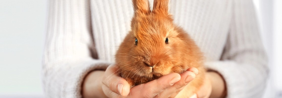 Person som håller en ljusbrun kanin i händerna