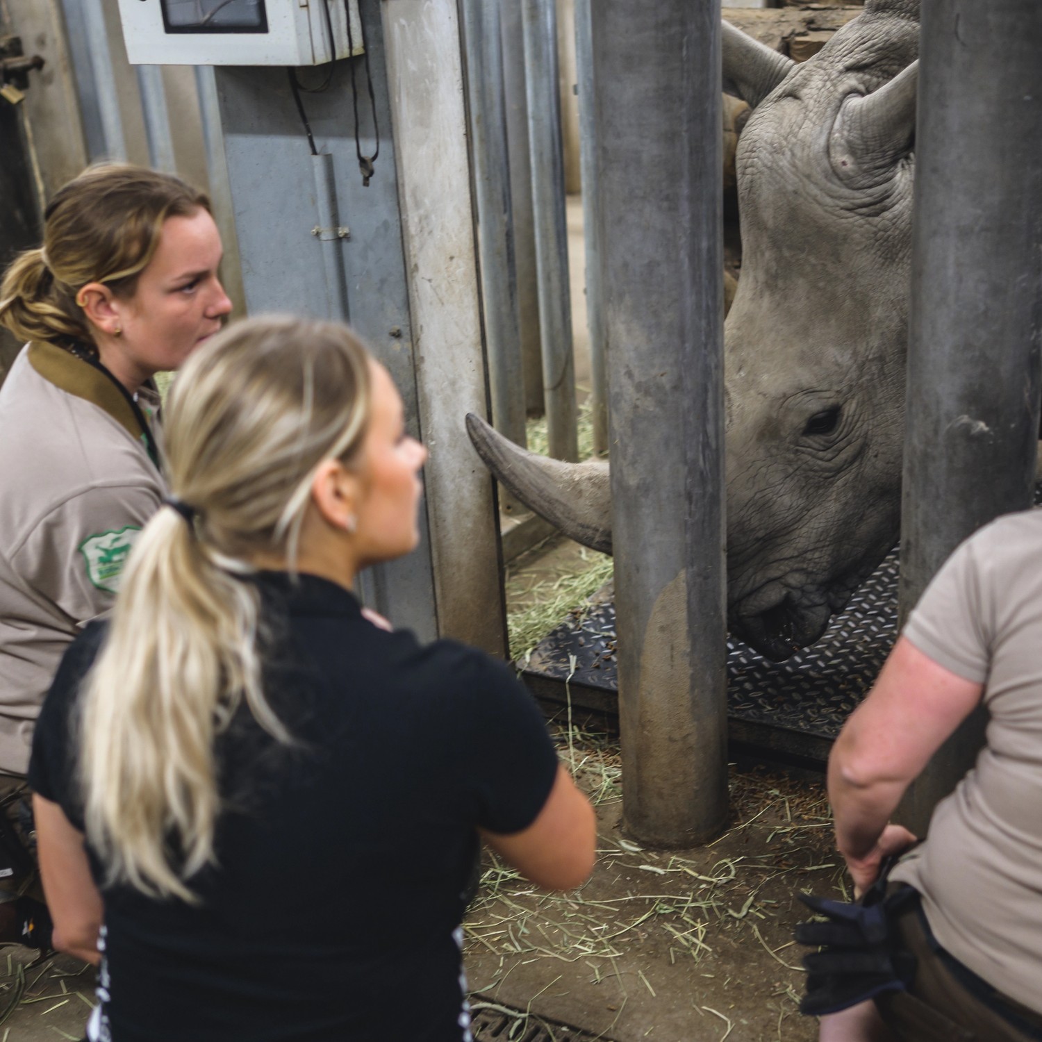 Gymnasieelev vid noshörning på Kolmården