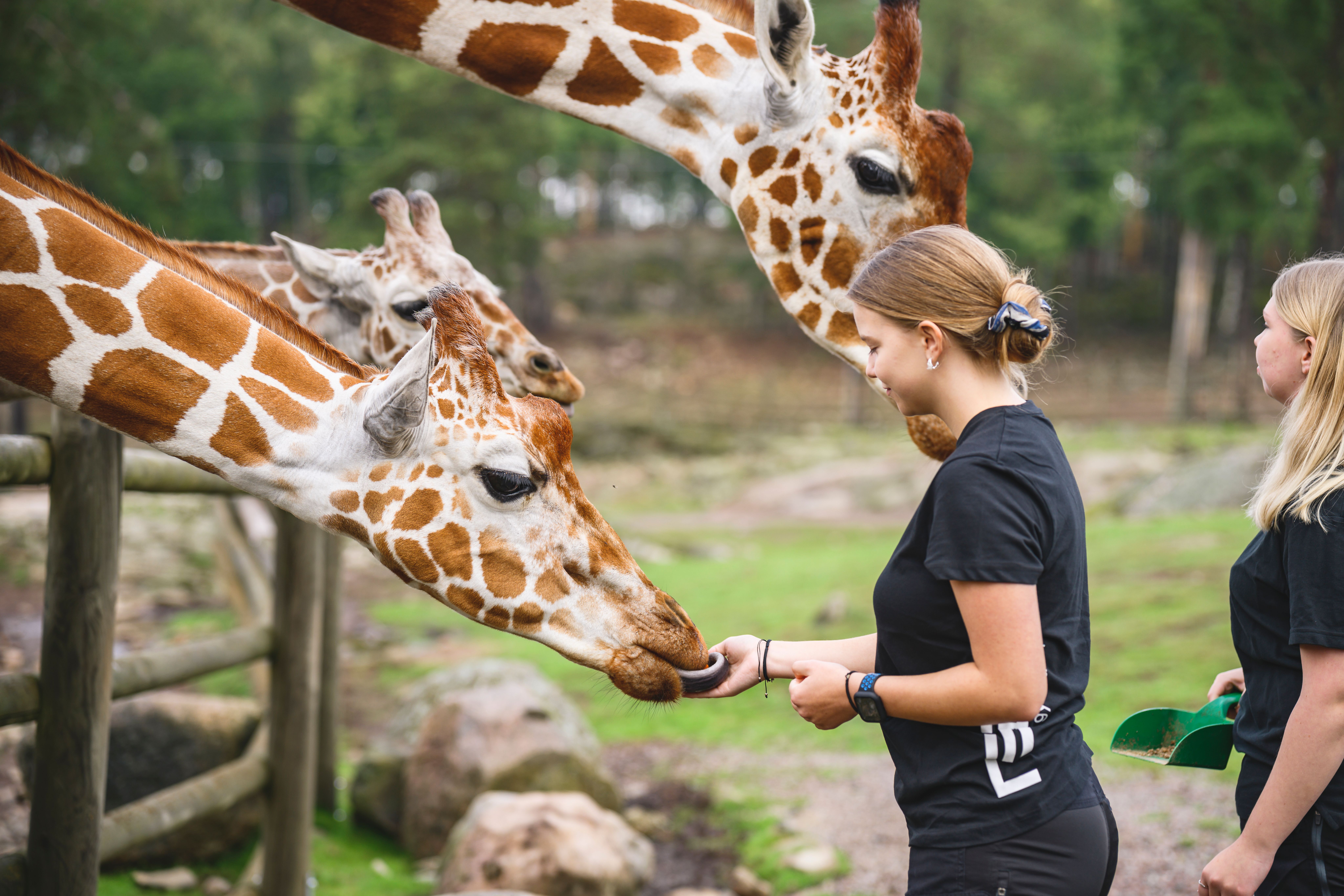 Gymnasielev med giraff i djurpark​​​​‌﻿‍﻿​‍​‍‌‍﻿﻿‌﻿​‍‌‍‍‌‌‍‌﻿‌‍‍‌‌‍﻿‍​‍​‍​﻿‍‍​‍​‍‌﻿​﻿‌‍​‌‌‍﻿‍‌‍‍‌‌﻿‌​‌﻿‍‌​‍﻿‍‌‍‍‌‌‍﻿﻿​‍​‍​‍﻿​​‍​‍‌‍‍​‌﻿​‍‌‍‌‌‌‍‌‍​‍​‍​﻿‍‍​‍​‍​‍﻿﻿‌﻿​﻿‌﻿‌​‌﻿‌‌‌‍‌​‌‍‍‌‌‍﻿﻿​‍﻿﻿‌‍‍‌‌‍﻿‍‌﻿‌​‌‍‌‌‌‍﻿‍‌﻿‌​​‍﻿﻿‌‍‌‌‌‍‌​‌‍‍‌‌﻿‌​​‍﻿﻿‌‍﻿‌‌‍﻿﻿‌‍‌​‌‍‌‌​﻿﻿‌‌﻿​​‌﻿​‍‌‍‌‌‌﻿​﻿‌‍‌‌‌‍﻿‍‌﻿‌​‌‍​‌‌﻿‌​‌‍‍‌‌‍﻿﻿‌‍﻿‍​﻿‍﻿‌‍‍‌‌‍‌​​﻿﻿‌‌‍​﻿​﻿‌​​﻿‌﻿​﻿‍​​﻿​﻿‌‍​﻿​﻿​​​﻿‌​​‍﻿‌​﻿‍​​﻿‌​​﻿‌​‌‍‌​​‍﻿‌​﻿‌​​﻿‌﻿​﻿‌​​﻿‌‍​‍﻿‌‌‍​‍​﻿​‍​﻿‌﻿​﻿​‍​‍﻿‌​﻿‍​‌‍‌‍​﻿​﻿‌‍‌​​﻿​​​﻿‍​‌‍‌​‌‍‌‌​﻿‌‌​﻿‍‌‌‍​‍‌‍‌​​﻿‍﻿‌﻿‌​‌﻿‍‌‌﻿​​‌‍‌‌​﻿﻿‌‌‍​‌‌﻿​‍‌﻿‌​‌‍‍‌‌‍​﻿‌‍﻿​‌‍‌‌‌‌​​‌‍​‌‌‍‌﻿‌‍‌‌​﻿‍﻿‌﻿​​‌‍​‌‌﻿‌​‌‍‍​​﻿﻿‌‌﻿​​‌‍​‌‌‍‌﻿‌‍‌‌‌​​‍‌﻿‌‌‌‍‍‌‌‍﻿​‌‍‌​‌‍‌‌‌﻿​‍​‍‌‌​﻿‌‌‌​​‍‌‌﻿﻿‌‍‍﻿‌‍‌‌‌﻿‍‌​‍‌‌​﻿​﻿‌​‌​​‍‌‌​﻿​﻿‌​‌​​‍‌‌​﻿​‍​﻿​‍‌‍​‌‌‍‌​‌‍‌‌​﻿‌‍​﻿​﻿​﻿‍‌​﻿‍​‌‍​‌‌‍​﻿‌‍​﻿‌‍‌‍​﻿‌‌​‍‌‌​﻿​‍​﻿​‍​‍‌‌​﻿‌‌‌​‌​​‍﻿‍‌‍​﻿‌‍​‌‌﻿​‍‌‍‌​‌﻿​﻿​‍‌‌​﻿‌‌‌​​‍‌‌﻿﻿‌‍‍﻿‌‍‌‌‌﻿‍‌​‍‌‌​﻿​﻿‌​‌​​‍‌‌​﻿​﻿‌​‌​​‍‌‌​﻿​‍​﻿​‍​﻿‌‍​﻿‍‌​﻿​﻿​﻿​​‌‍​‌​﻿‍‌‌‍​‌​﻿‌﻿‌‍‌​​﻿‍‌​﻿‌​‌‍‌‍​‍‌‌​﻿​‍​﻿​‍​‍‌‌​﻿‌‌‌​‌​​‍﻿‍‌‍‍‌‌‍﻿‌‌‍​‌‌‍‌﻿‌‍‌‌​‍﻿‍‌‍​‌‌‍﻿​‌﻿‌​​﻿﻿﻿‌‍​‍‌‍​‌‌﻿​﻿‌‍‌‌‌‌‌‌‌﻿​‍‌‍﻿​​﻿﻿‌​‍‌‌​﻿​‍‌​‌‍‌﻿​﻿‌﻿‌​‌﻿‌‌‌‍‌​‌‍‍‌‌‍﻿﻿​‍‌‍‌‍‍‌‌‍‌​​﻿﻿‌‌‍​﻿​﻿‌​​﻿‌﻿​﻿‍​​﻿​﻿‌‍​﻿​﻿​​​﻿‌​​‍﻿‌​﻿‍​​﻿‌​​﻿‌​‌‍‌​​‍﻿‌​﻿‌​​﻿‌﻿​﻿‌​​﻿‌‍​‍﻿‌‌‍​‍​﻿​‍​﻿‌﻿​﻿​‍​‍﻿‌​﻿‍​‌‍‌‍​﻿​﻿‌‍‌​​﻿​​​﻿‍​‌‍‌​‌‍‌‌​﻿‌‌​﻿‍‌‌‍​‍‌‍‌​​‍‌‍‌﻿‌​‌﻿‍‌‌﻿​​‌‍‌‌​﻿﻿‌‌‍​‌‌﻿​‍‌﻿‌​‌‍‍‌‌‍​﻿‌‍﻿​‌‍‌‌‌‌​​‌‍​‌‌‍‌﻿‌‍‌‌​‍‌‍‌﻿​​‌‍​‌‌﻿‌​‌‍‍​​﻿﻿‌‌﻿​​‌‍​‌‌‍‌﻿‌‍‌‌‌​​‍‌﻿‌‌‌‍‍‌‌‍﻿​‌‍‌​‌‍‌‌‌﻿​‍​‍‌‌​﻿‌‌‌​​‍‌‌﻿﻿‌‍‍﻿‌‍‌‌‌﻿‍‌​‍‌‌​﻿​﻿‌​‌​​‍‌‌​﻿​﻿‌​‌​​‍‌‌​﻿​‍​﻿​‍‌‍​‌‌‍‌​‌‍‌‌​﻿‌‍​﻿​﻿​﻿‍‌​﻿‍​‌‍​‌‌‍​﻿‌‍​﻿‌‍‌‍​﻿‌‌​‍‌‌​﻿​‍​﻿​‍​‍‌‌​﻿‌‌‌​‌​​‍﻿‍‌‍​﻿‌‍​‌‌﻿​‍‌‍‌​‌﻿​﻿​‍‌‌​﻿‌‌‌​​‍‌‌﻿﻿‌‍‍﻿‌‍‌‌‌﻿‍‌​‍‌‌​﻿​﻿‌​‌​​‍‌‌​﻿​﻿‌​‌​​‍‌‌​﻿​‍​﻿​‍​﻿‌‍​﻿‍‌​﻿​﻿​﻿​​‌‍​‌​﻿‍‌‌‍​‌​﻿‌﻿‌‍‌​​﻿‍‌​﻿‌​‌‍‌‍​‍‌‌​﻿​‍​﻿​‍​‍‌‌​﻿‌‌‌​‌​​‍﻿‍‌‍‍‌‌‍﻿‌‌‍​‌‌‍‌﻿‌‍‌‌​‍﻿‍‌‍​‌‌‍﻿​‌﻿‌​​‍‌‍‌﻿​​‌‍‌‌‌﻿​‍‌﻿​﻿‌﻿​​‌‍‌‌‌‍​﻿‌﻿‌​‌‍‍‌‌﻿‌‍‌‍‌‌​﻿﻿‌‌﻿​​‌﻿‌‌‌‍​‍‌‍﻿​‌‍‍‌‌﻿​﻿‌‍‍​‌‍‌‌‌‍‌​​‍​‍‌﻿﻿‌