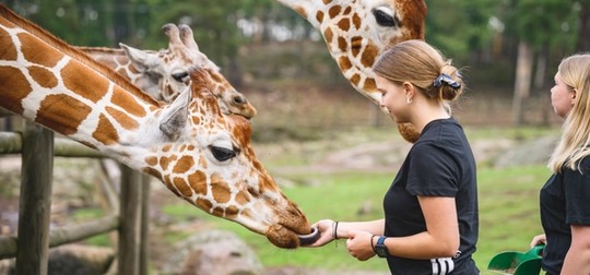 Gymnasielev med giraff i djurpark