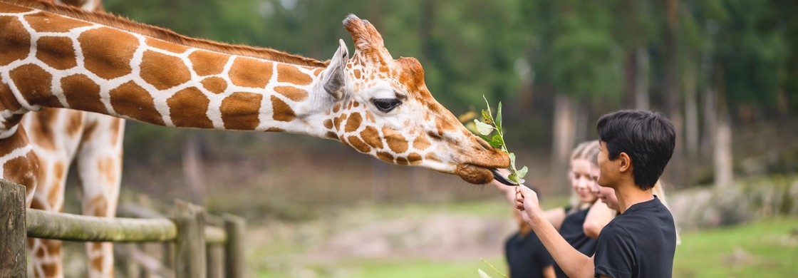 Elever på kolmården matar giraff