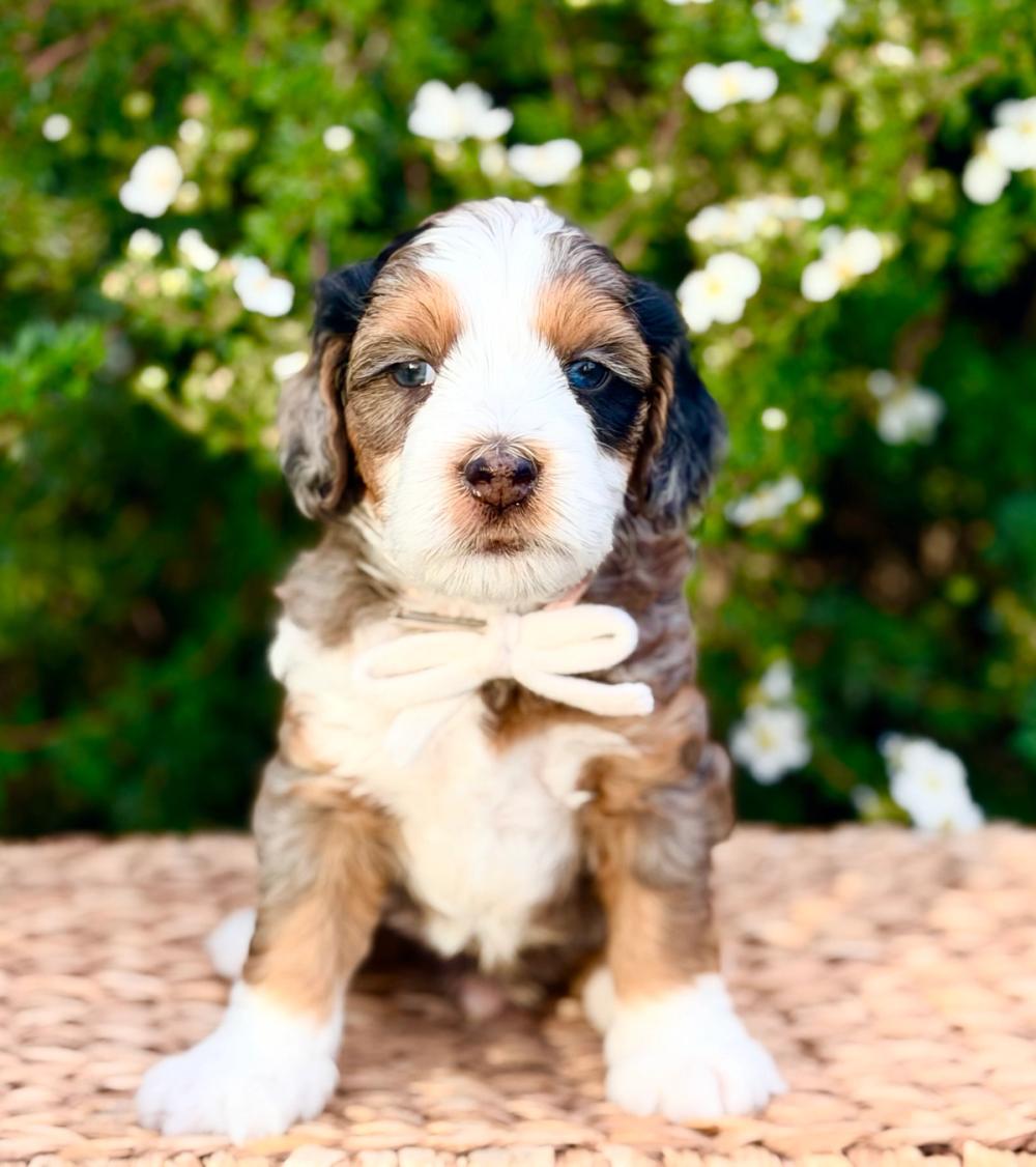 Cooper 1