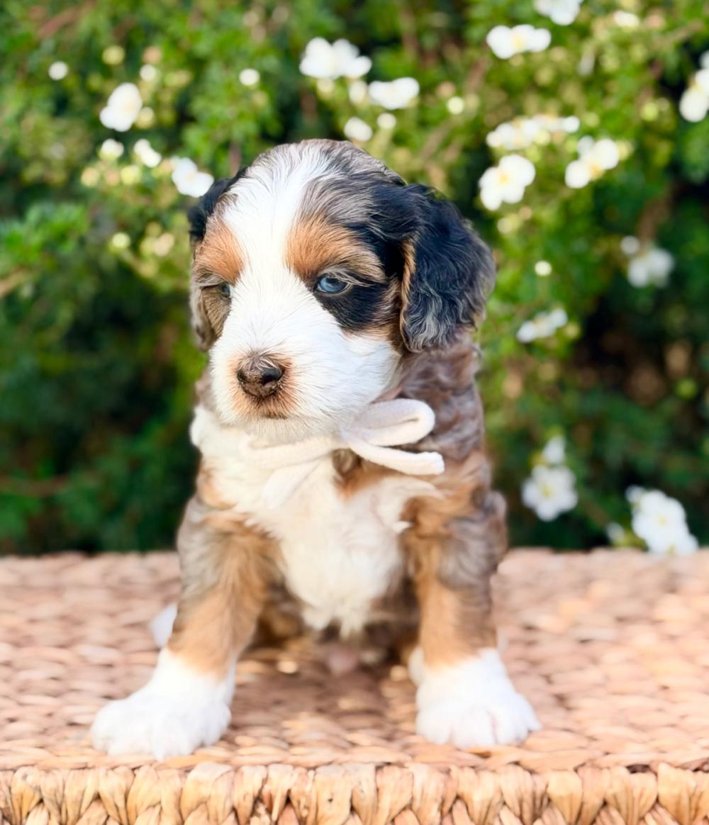 Cooper 2