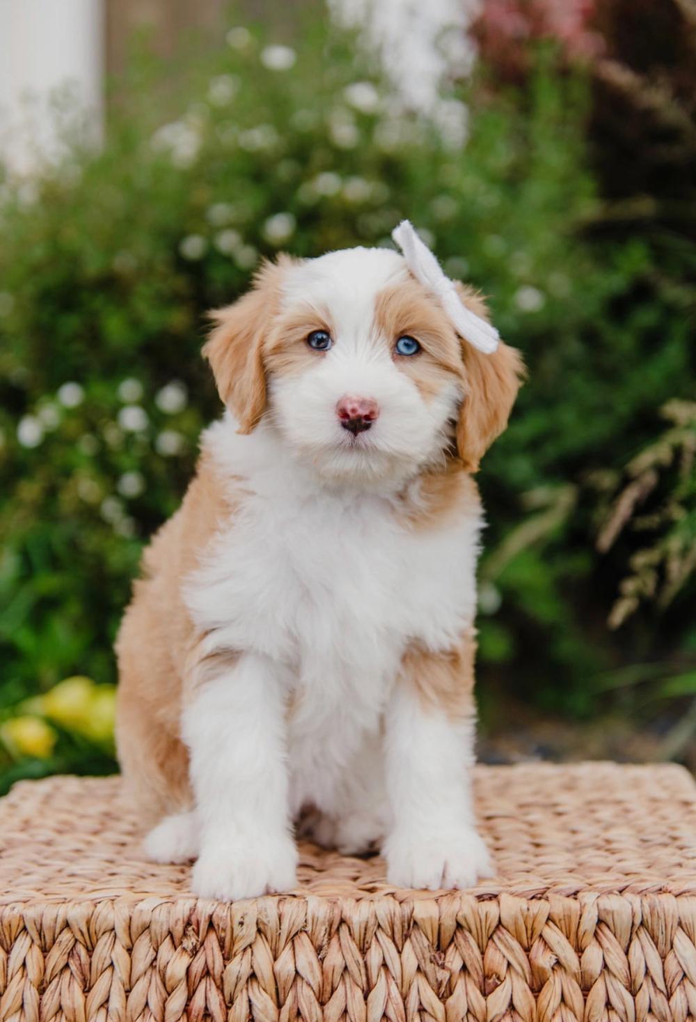 Daisy 1