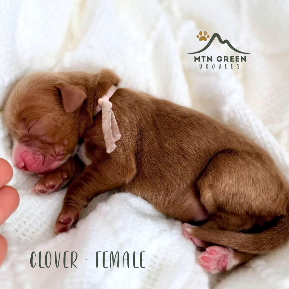 Clover 4