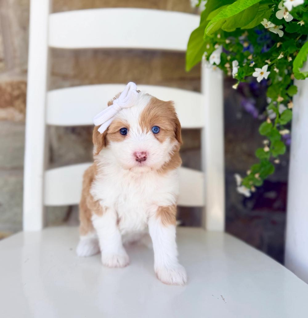 Daisy 2