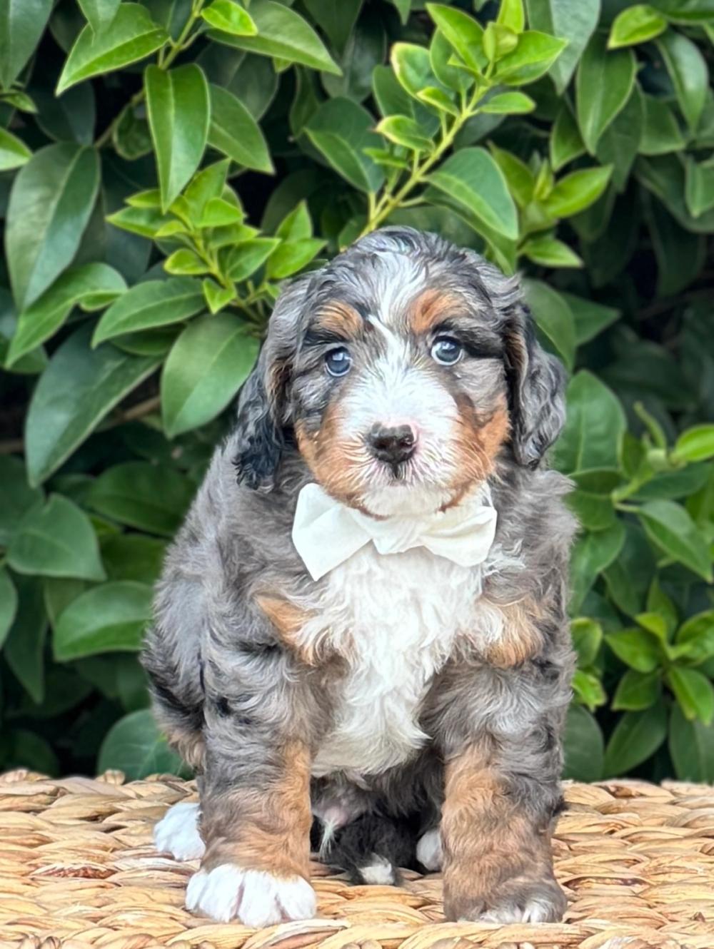 Gatsby 3