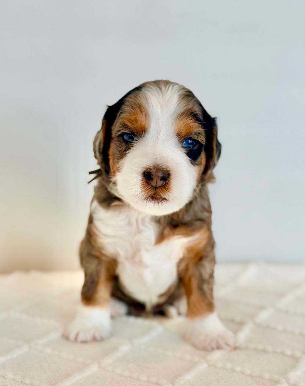 Cooper 3