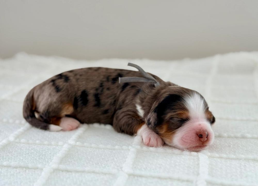 Cooper 4