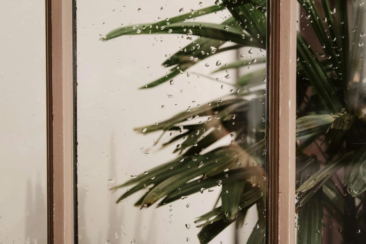 window on a rainy day with a potted plant behind it